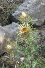 Carlina vulgaris spinosa