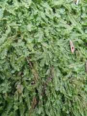 Saccogyna viticulosa