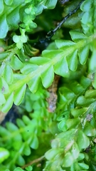 Saccogyna viticulosa