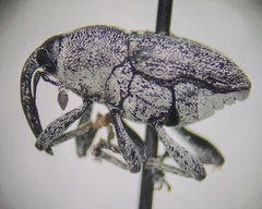 Odontocorynus