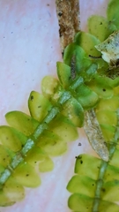 Saccogyna viticulosa