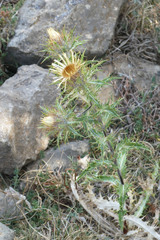 Carlina vulgaris spinosa
