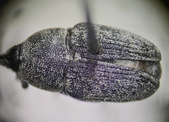 Odontocorynus