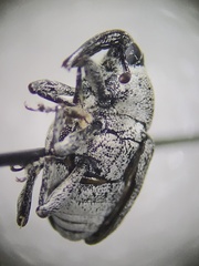 Odontocorynus