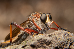 Colepia rufiventris