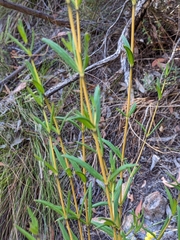 Logania linifolia