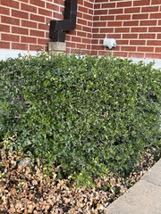 Buxus sempervirens