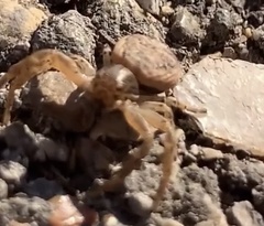 Xysticus texanus