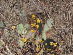 Vachellia schaffneri bravoensis