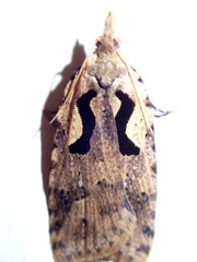 Cnephasia jactatana