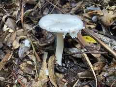 Amanita neo-ovoidea