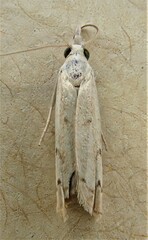 Culladia cuneiferellus