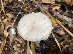 Amanita neo-ovoidea
