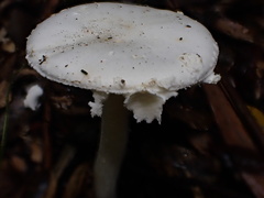 Amanita neo-ovoidea