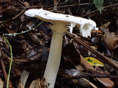 Amanita neo-ovoidea