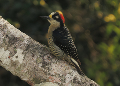 Melanerpes pucherani