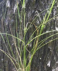 Poa
