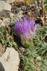 Cirsium acaule