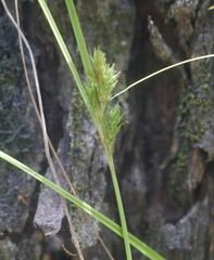 Poa