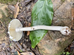 Amanita neo-ovoidea