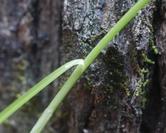 Poa