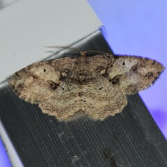 Melanolophia signataria