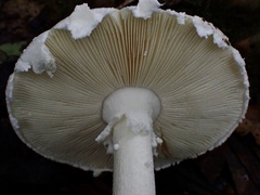 Amanita neo-ovoidea
