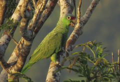 Amazona autumnalis salvini