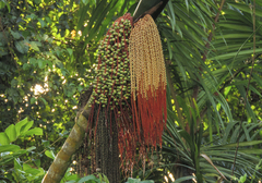 Oenocarpus