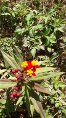 Asclepias curassavica