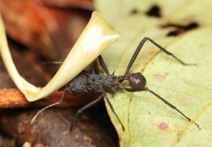 Acromyrmex volcanus