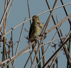 Sporophila caerulescens