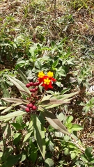 Asclepias curassavica