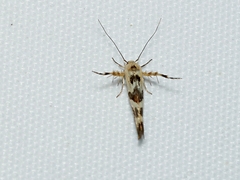Stathmopoda melanochra