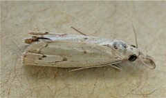 Culladia cuneiferellus