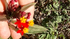 Asclepias curassavica