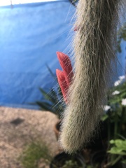 Cleistocactus colademononis