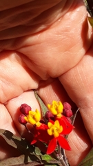 Asclepias curassavica