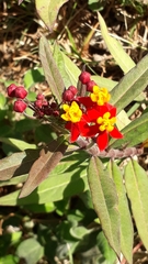 Asclepias curassavica