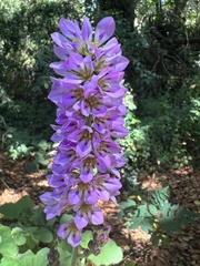 Francoa appendiculata