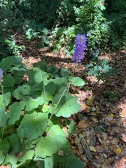 Francoa appendiculata