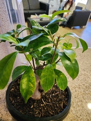 Ficus retusa