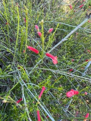 Gambelia juncea