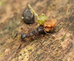 Cyphomyrmex cornutus