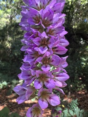 Francoa appendiculata