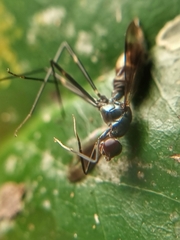 Micropezidae