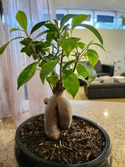 Ficus retusa