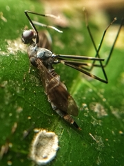 Micropezidae