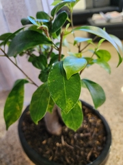 Ficus retusa