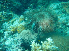 Acanthaster